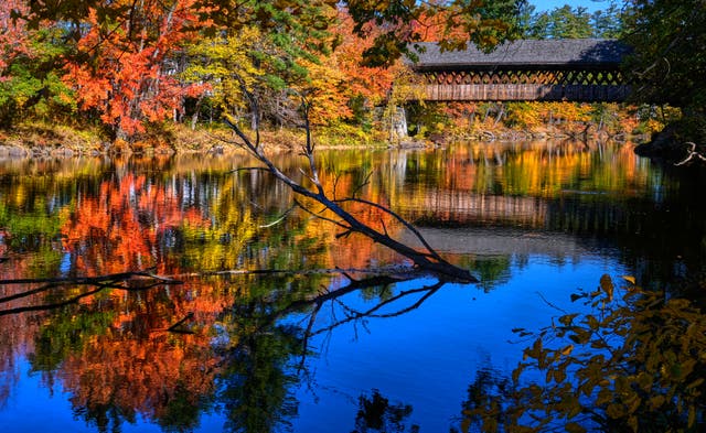 Water flows down the Contoocook River passing the colorful foliage of trees towards a covered bridge, Thursday, Oct. 15, 2026, in Henniker, N.H.