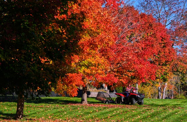 Lynne Gagnon clears fallen leaves before mowing her yard, Thursday, Oct. 15, 2026, in East Derry, N.H.