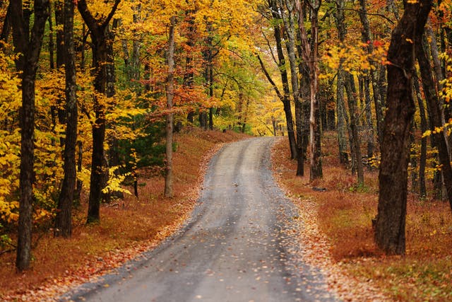 Autumn leaves are seen along the Siglerville Millheim Pike near Milroy, Pa., Wednesday, Oct. 14, 2026 ( AP Photo/Matt Rourke )