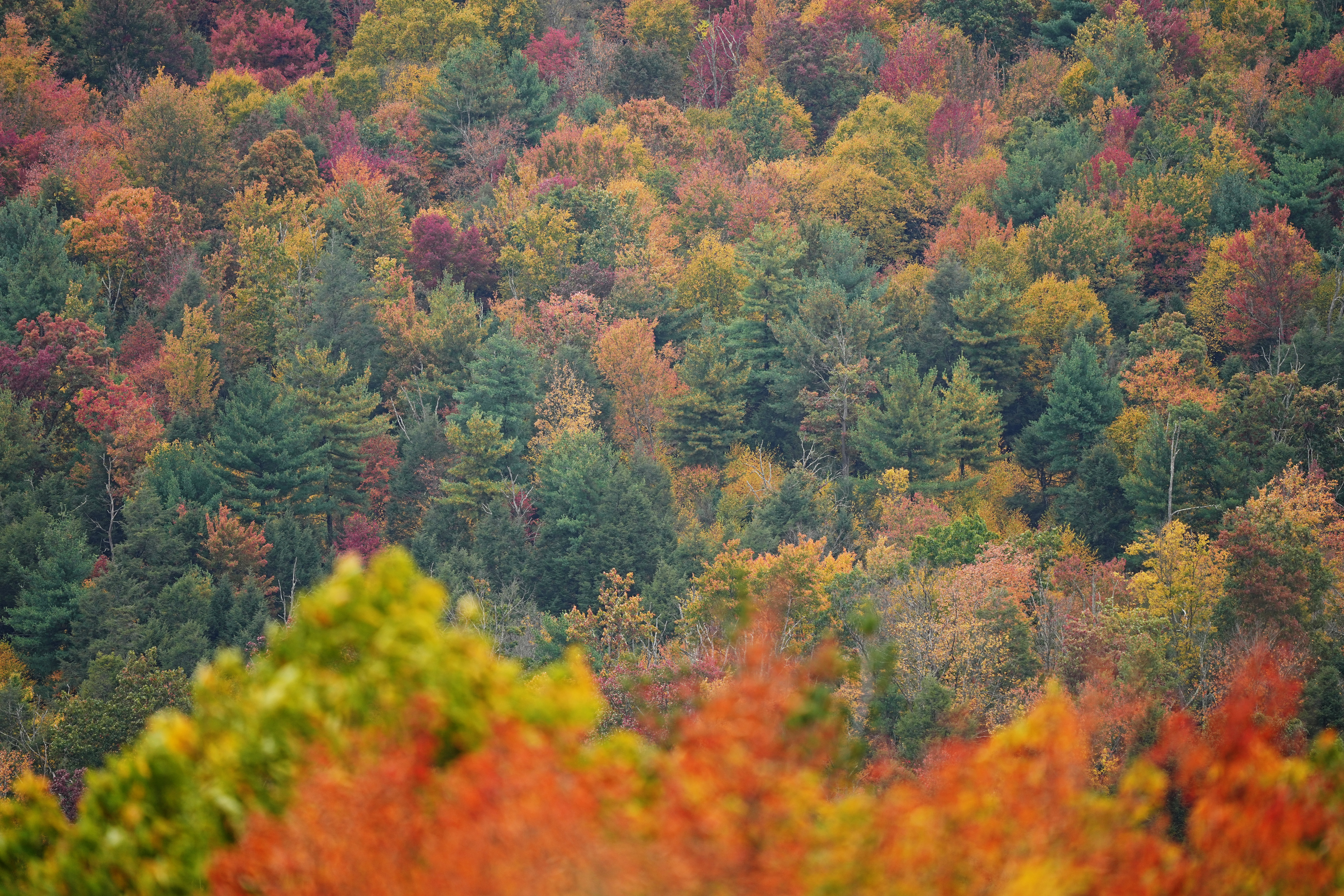 Autumn foliage is seen from Bells Majestic View in Spring Mills, Pa., Wednesday, Oct. 14, 2026