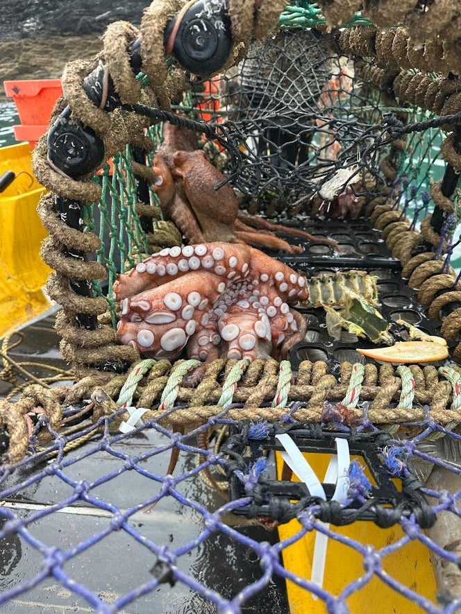 The UK's octopus boom is a gift and a curse for local fisherman