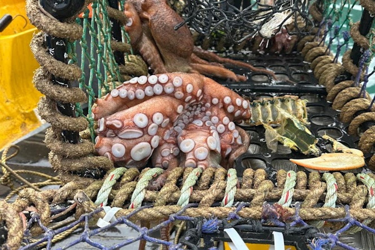 The UK's octopus boom is a gift and a curse for local fisherman