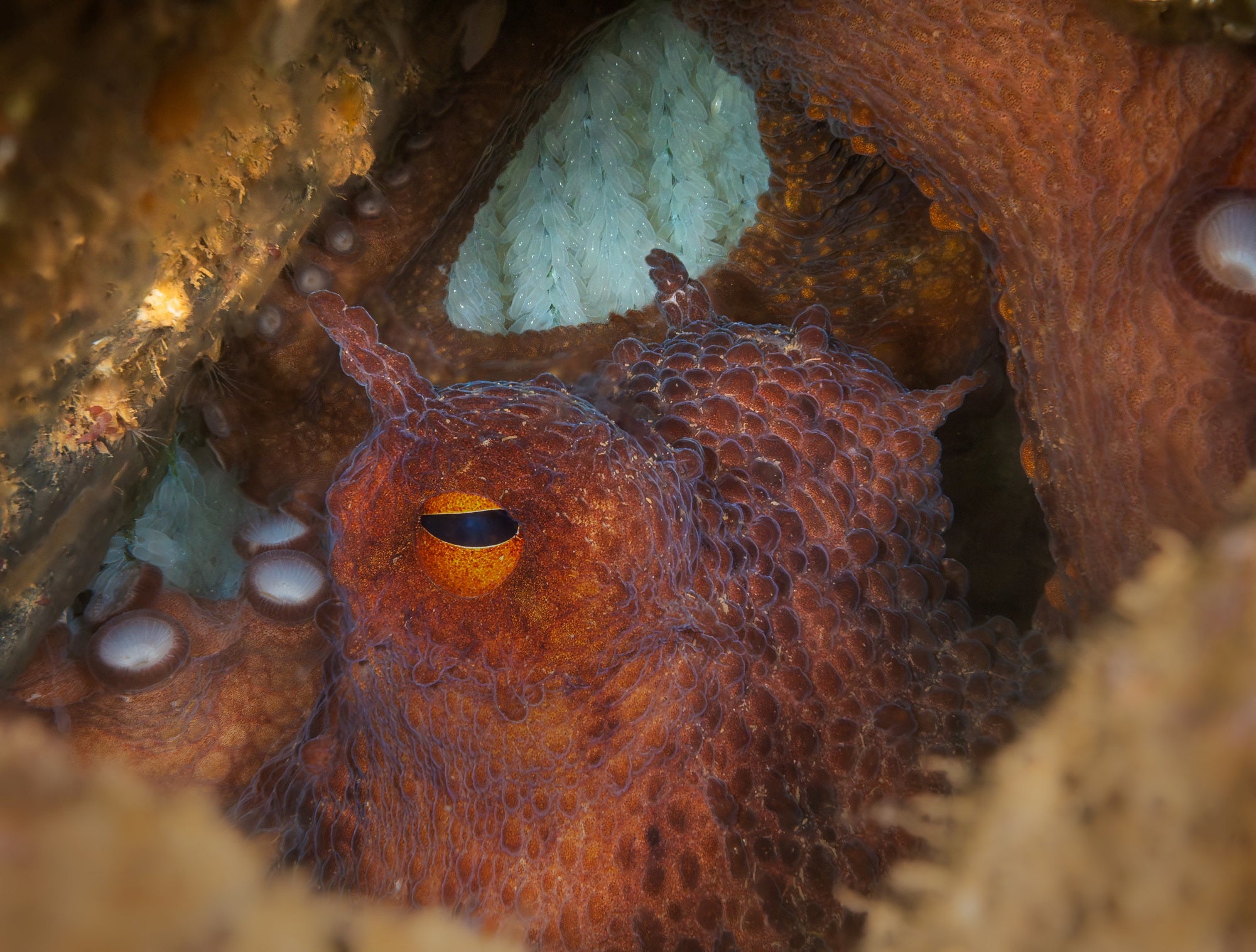 An octopus guards eggs in Babbacombe, Torquay, Devon, Britain, June 2025
