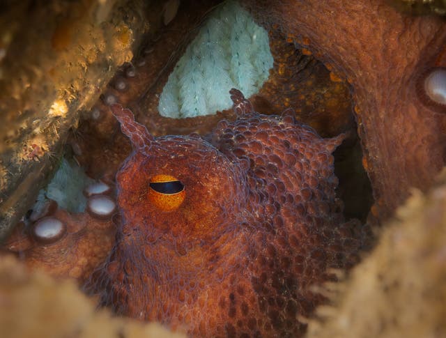 An octopus guards eggs in Babbacombe, Torquay, Devon, Britain, June 2025