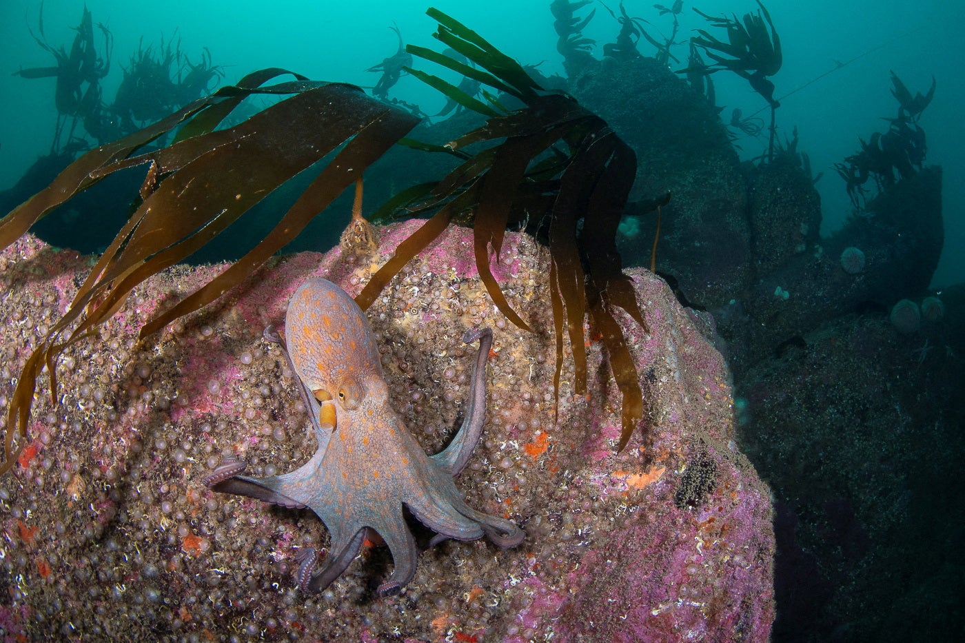 An octopus on a rock at Porthkerris reef, Cornwall, Britain