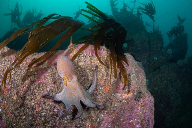 An octopus on a rock at Porthkerris reef, Cornwall, Britain