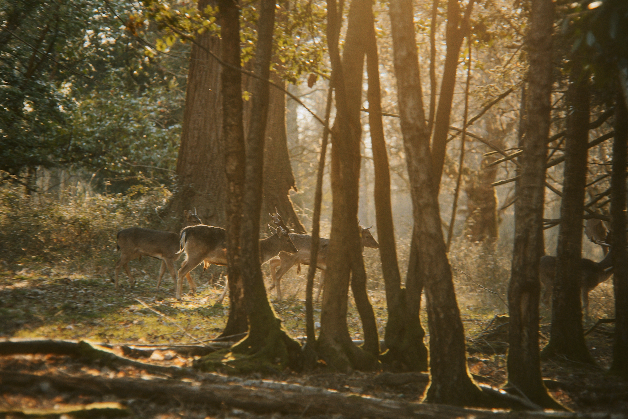 independent.co.uk - Caroline Garland - The British creatives turning wild deer into sustainable luxury