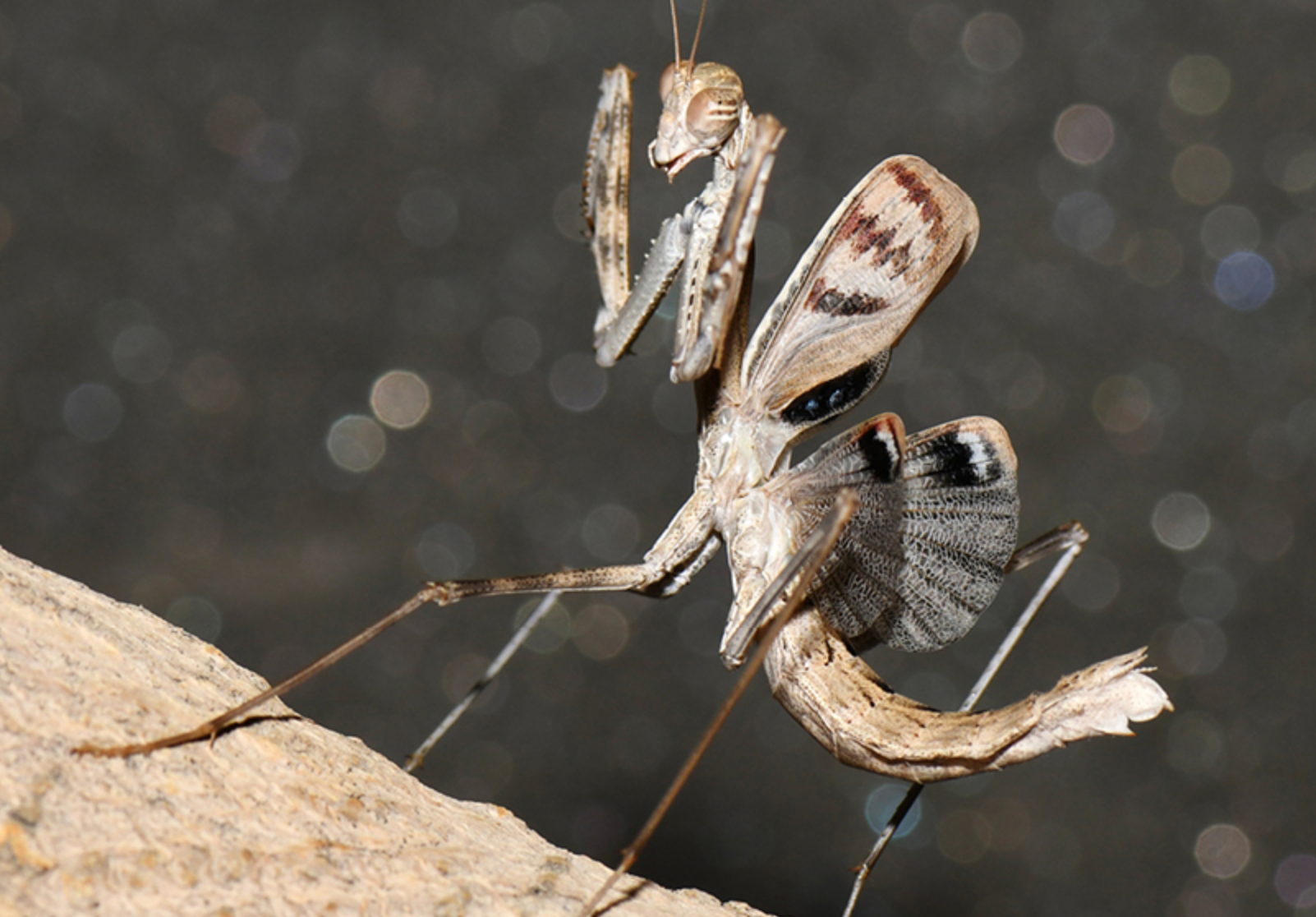 Specimen of Rivetina archibaldi