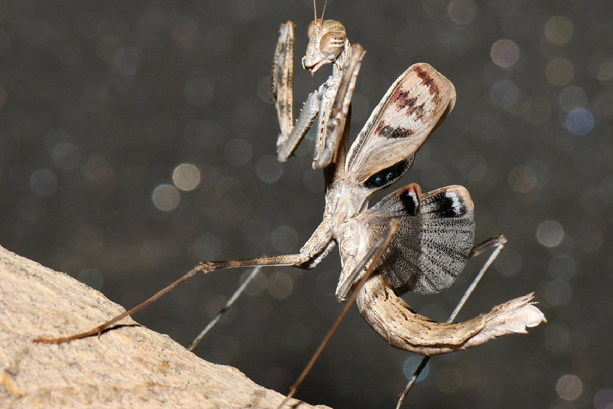 New praying mantis species discovered hiding in plain sight