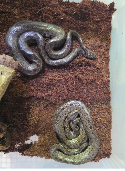 A variety of other snakes were found in "inhumane" conditions
