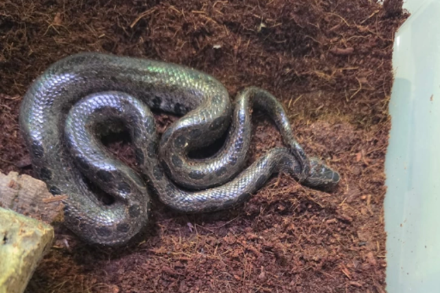 A variety of other snakes were found in "inhumane" conditions