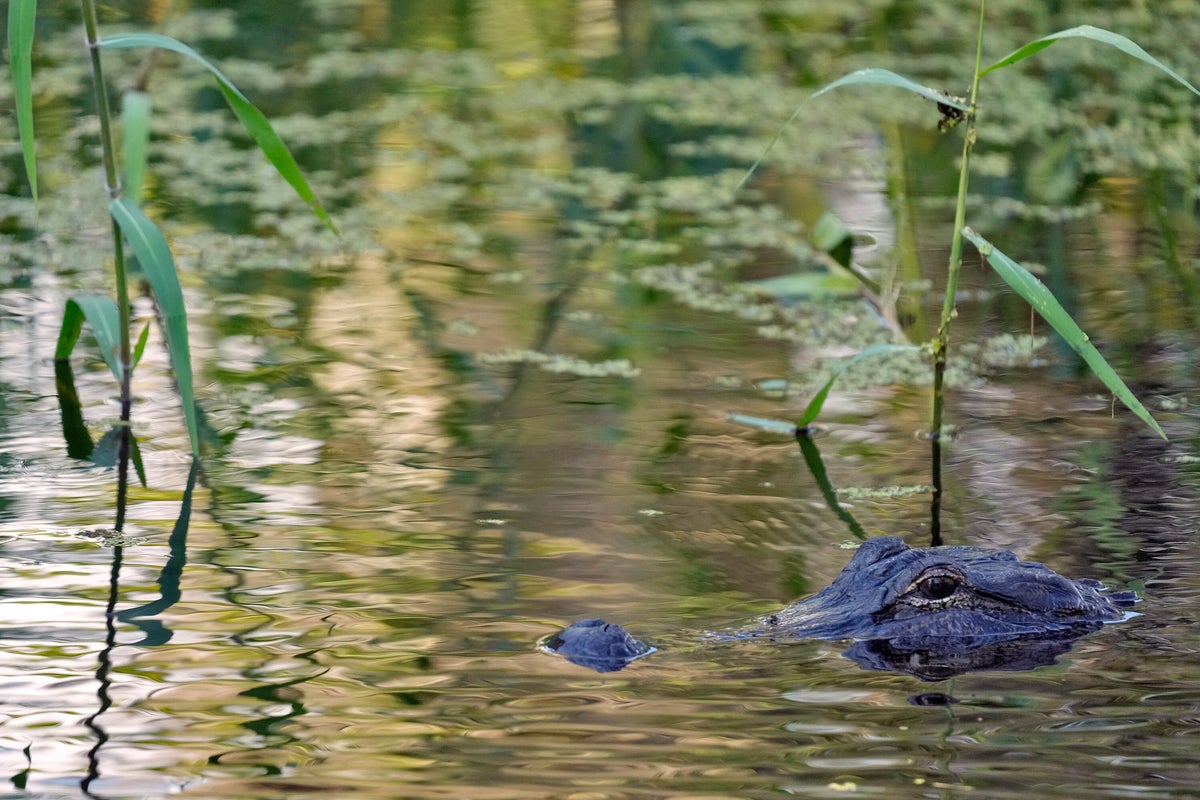 Fisherman, 71, attacked and killed by 12-foot alligator alongside Florida lake