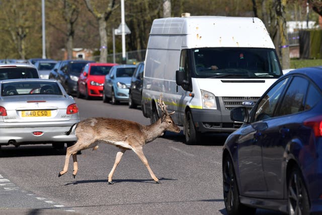 US drivers are being warned that deer mating season poses a serious collision risk and potential danger to life on the roads — officials urge drivers not to swerve if a crash is unavoidable, warning that veering off-road increases the risk of a fatal accident