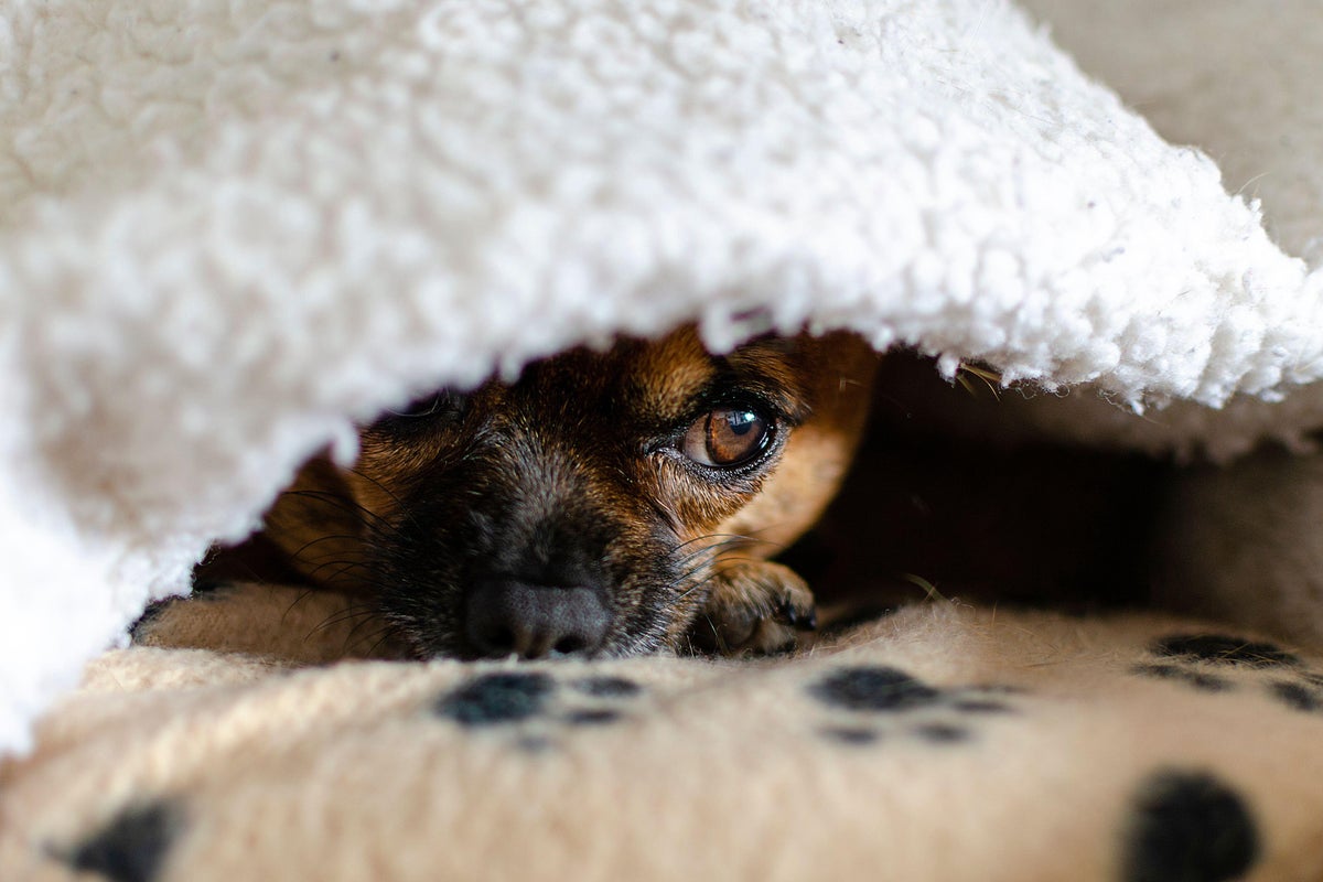 Dog owners urged to do this one thing now before Bonfire Night