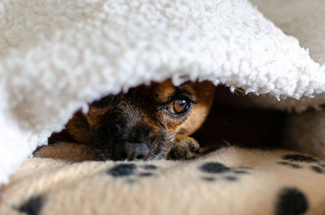 Dog owners should begin de-sensitising their pets to the sound of fireworks now, in preparation for Bonfire Night, Guide Dogs has advised