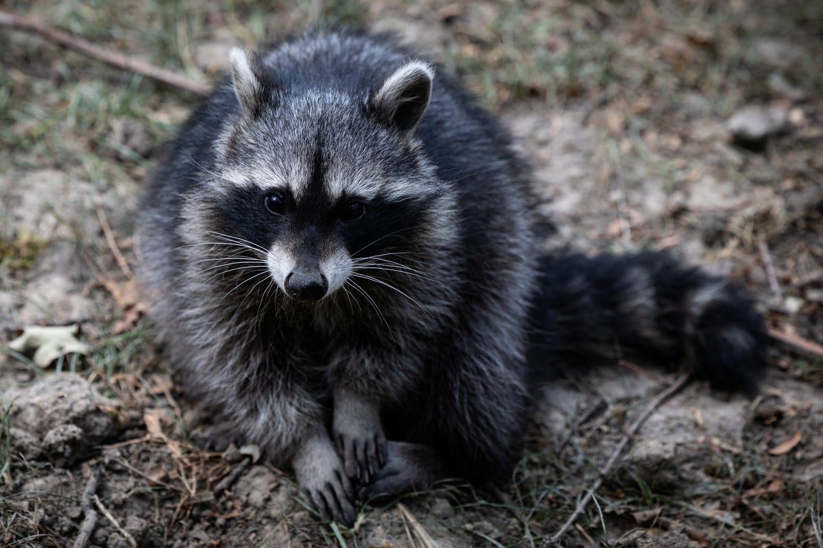 A 91-year-old man was attacked by a raccoon. The rabies vaccine wasn’t covered by insurance — and cost hundreds