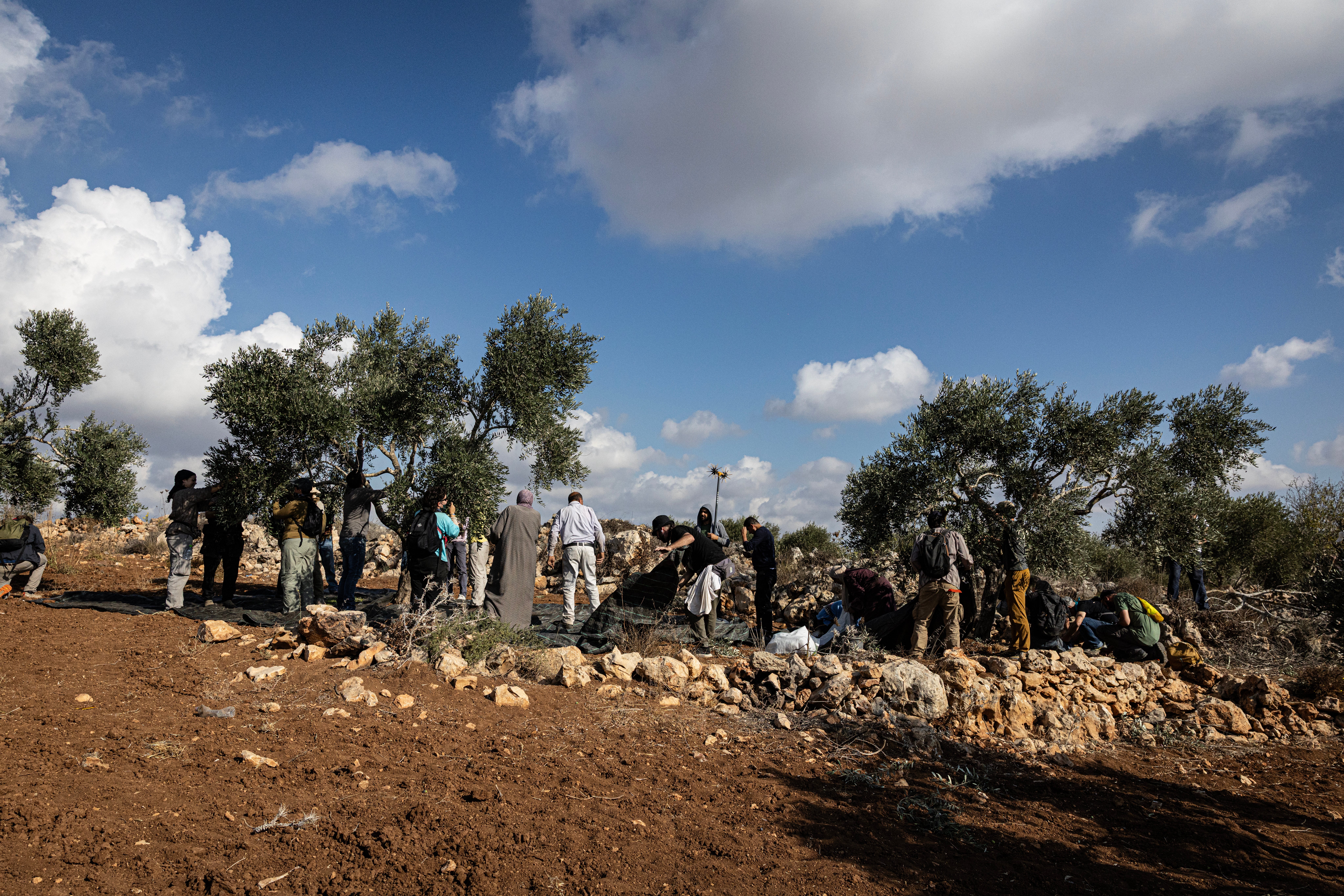 Palestinians pick olives near their homes after Israeli forces prevent them from reaching their agricultural land during the olive harvest on October 17, 2026 in Abu Falah, West Bank