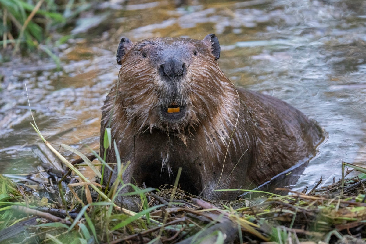 Beaver 'starter homes' are being placed in US streams to help solve a pressing problem