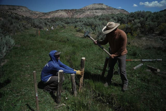 Workers build a beaver dam on Spring Creek, Thursday, Aug. 20, 2026, near Rock Springs, Wyo.