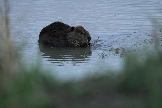A beaver sits in the Green River, Thursday, Aug. 20, 2026, near Green River, Wyo.