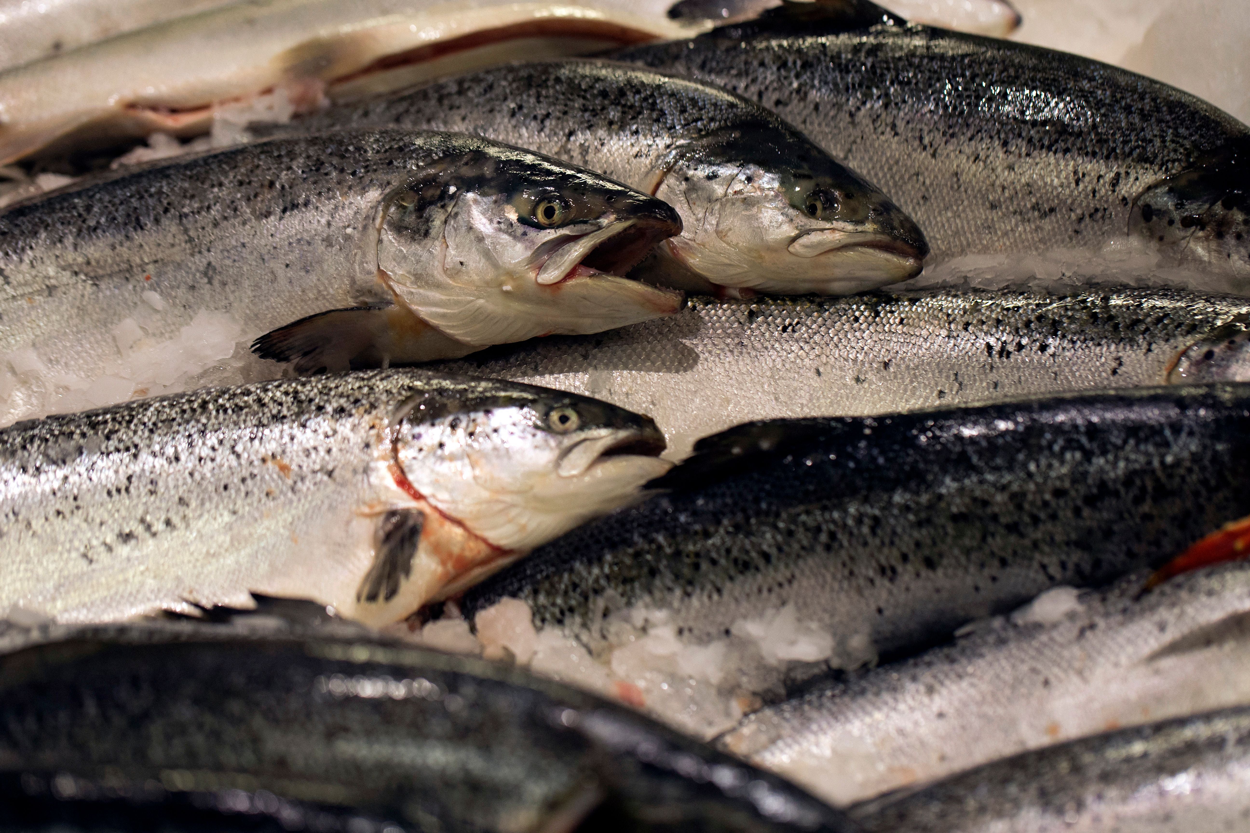 Using poultry byproducts can be a more sustainable practice for salmon farmers