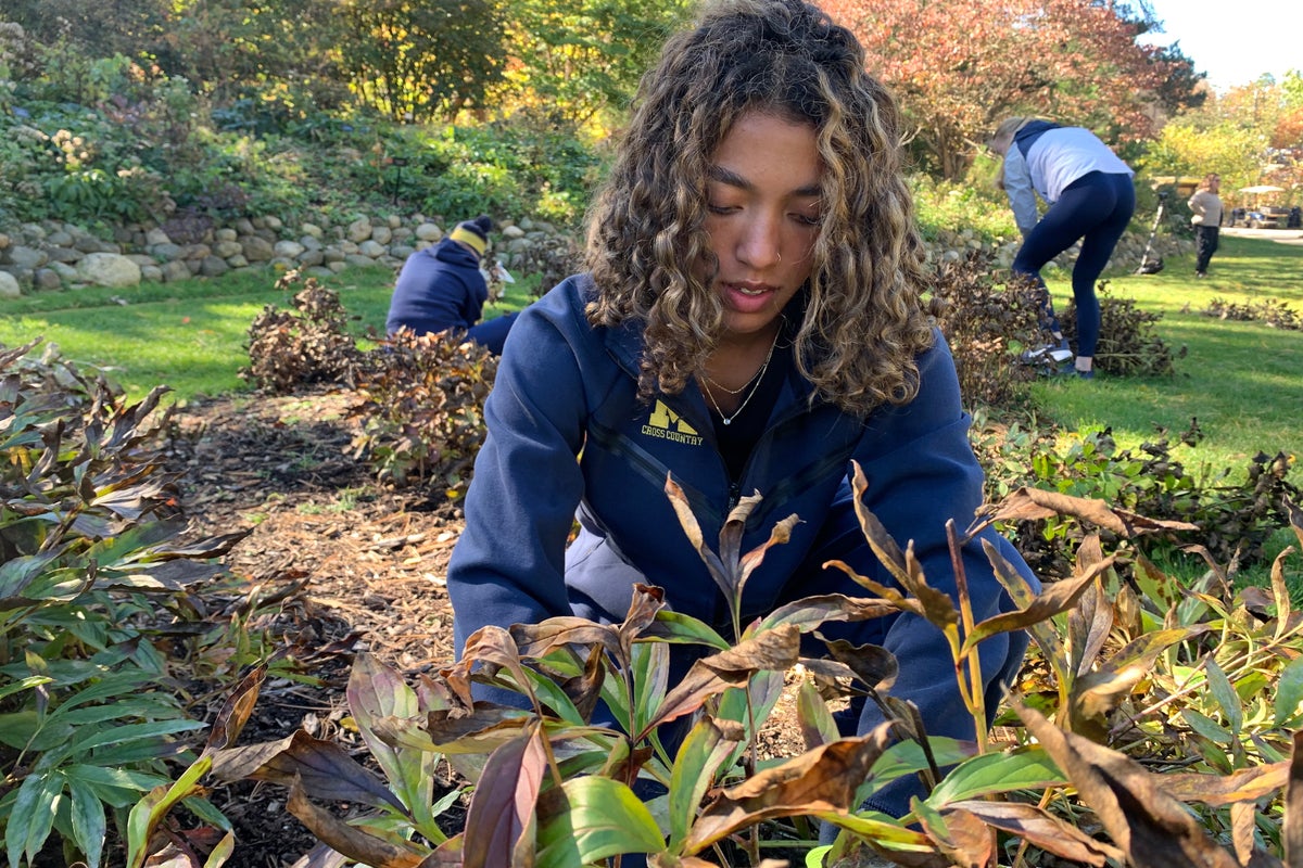 University of Michigan runners blitz campus peony garden, preparing hundreds of plants for winter
