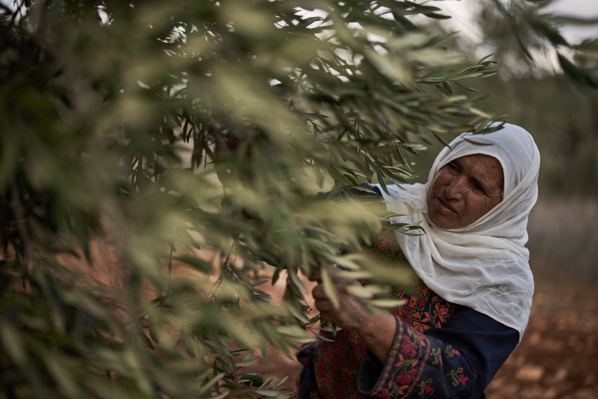 Photos show a Palestinian woman’s olive harvest interrupted by approaching Israeli settlers