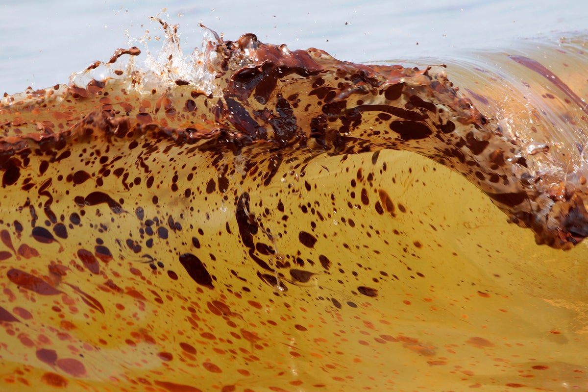 Marine life dramatically declined in Gulf of Mexico in years after BP oil spill, study finds