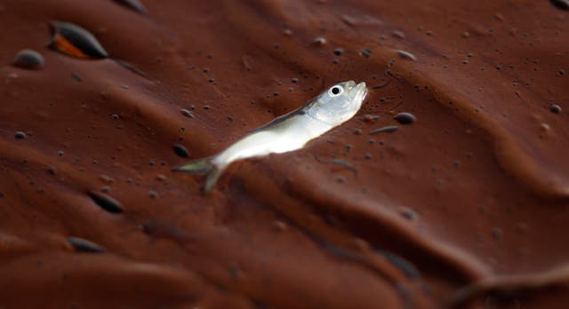 A small dead fish floats on a pool of oil at Bay Long, off the coast of Louisiana
