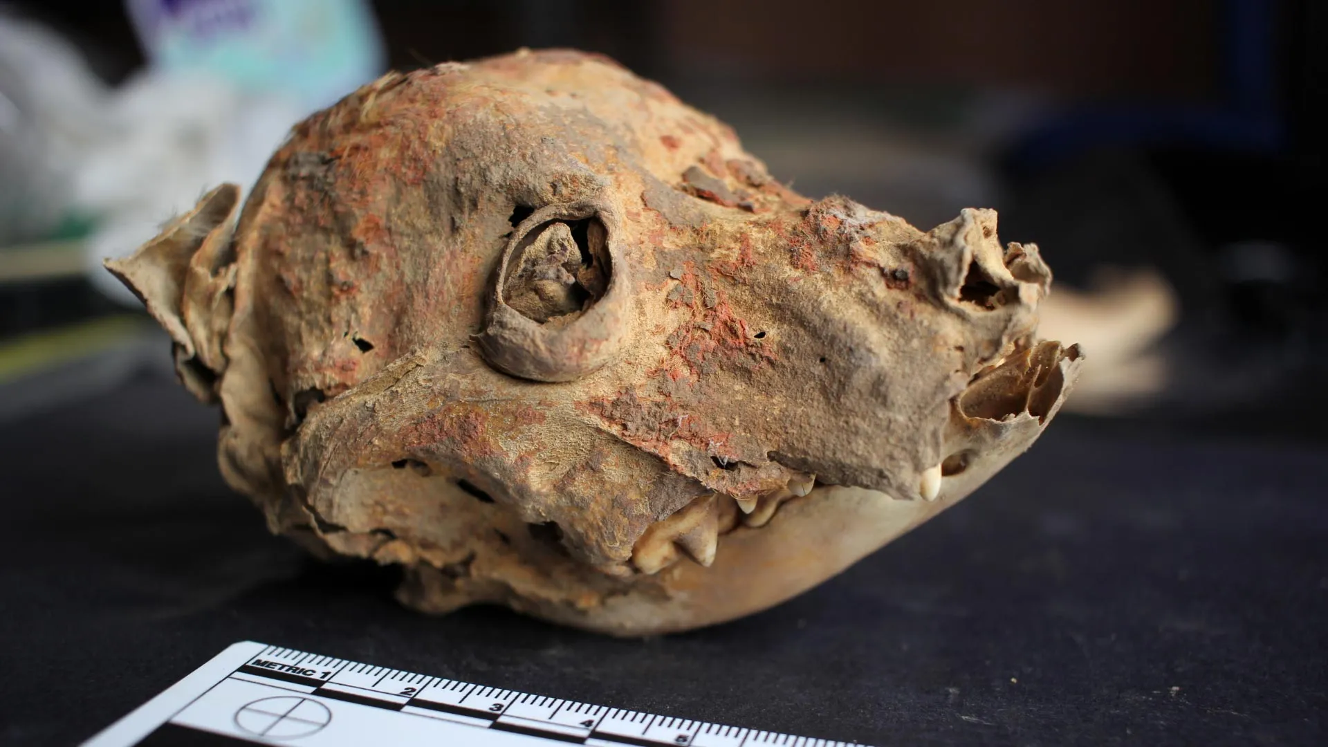 A naturally mummified dog skull painted with cinnabar from Castillo de Huarmey in Peru