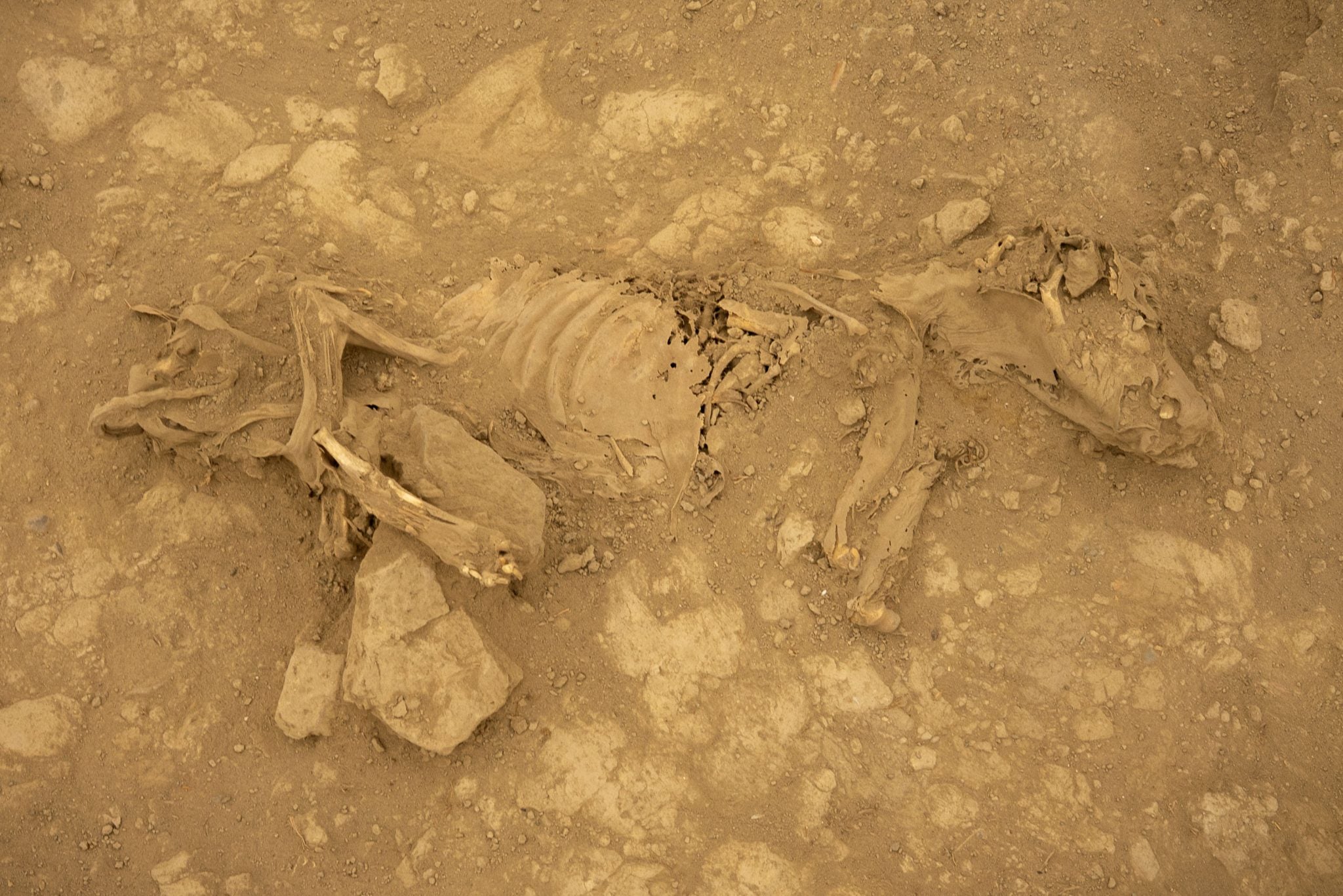 Mummified dog from Castillo de Huarmey in Peru