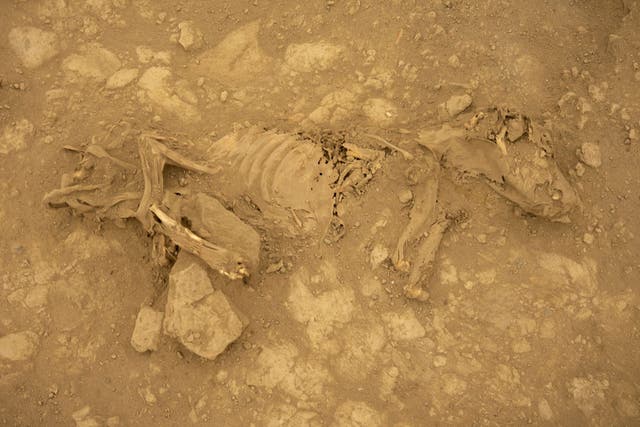 Mummified dog from Castillo de Huarmey in Peru