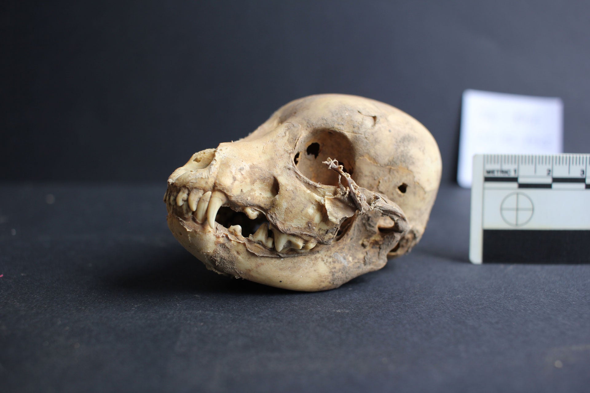 A puppy skull from Castillo de Huarmey in Peru