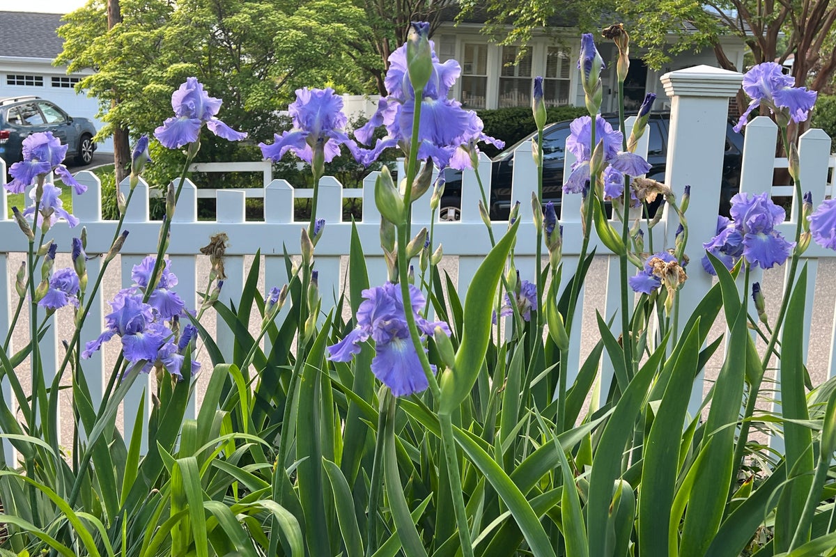 A fall planting guide for long-lived perennials like peonies, iris and false indigo