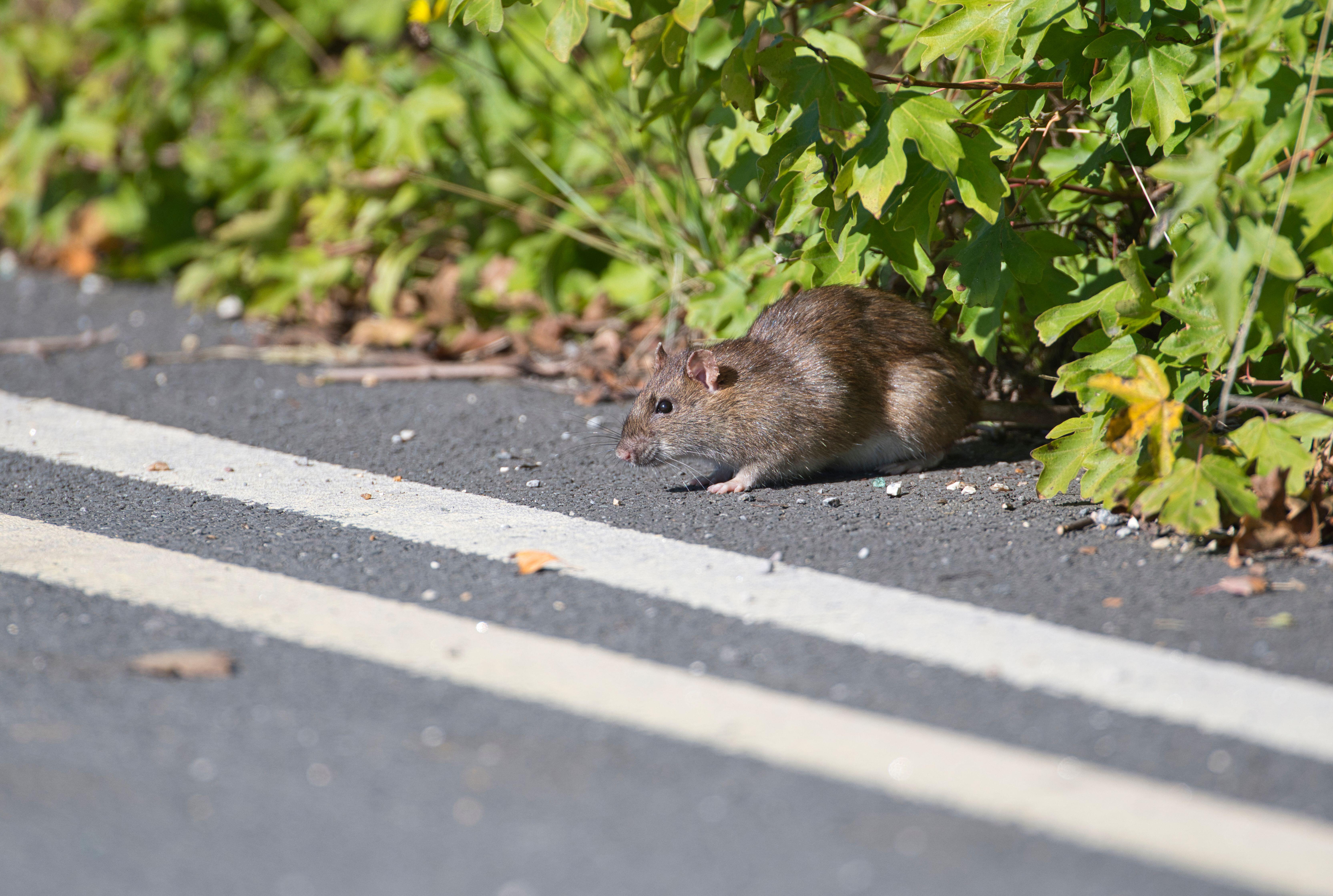 Some 65 per cent of Britons have seen a rat in the past year.