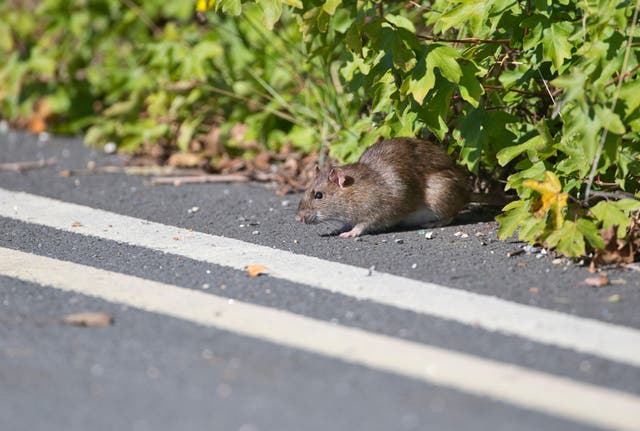 Some 65 per cent of Britons have seen a rat in the past year.