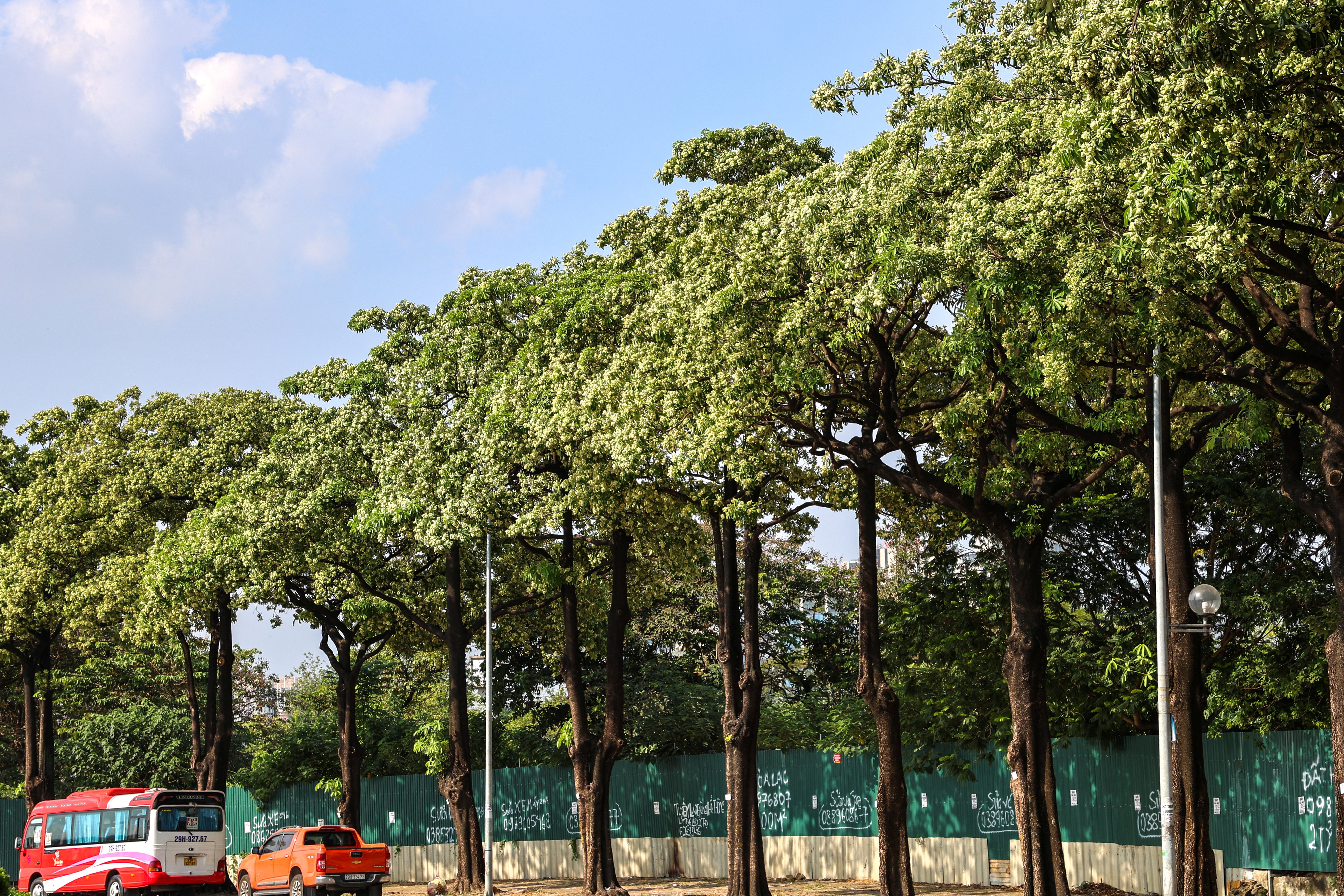 Hanoi to prune and relocate blackboard trees after resident complaints