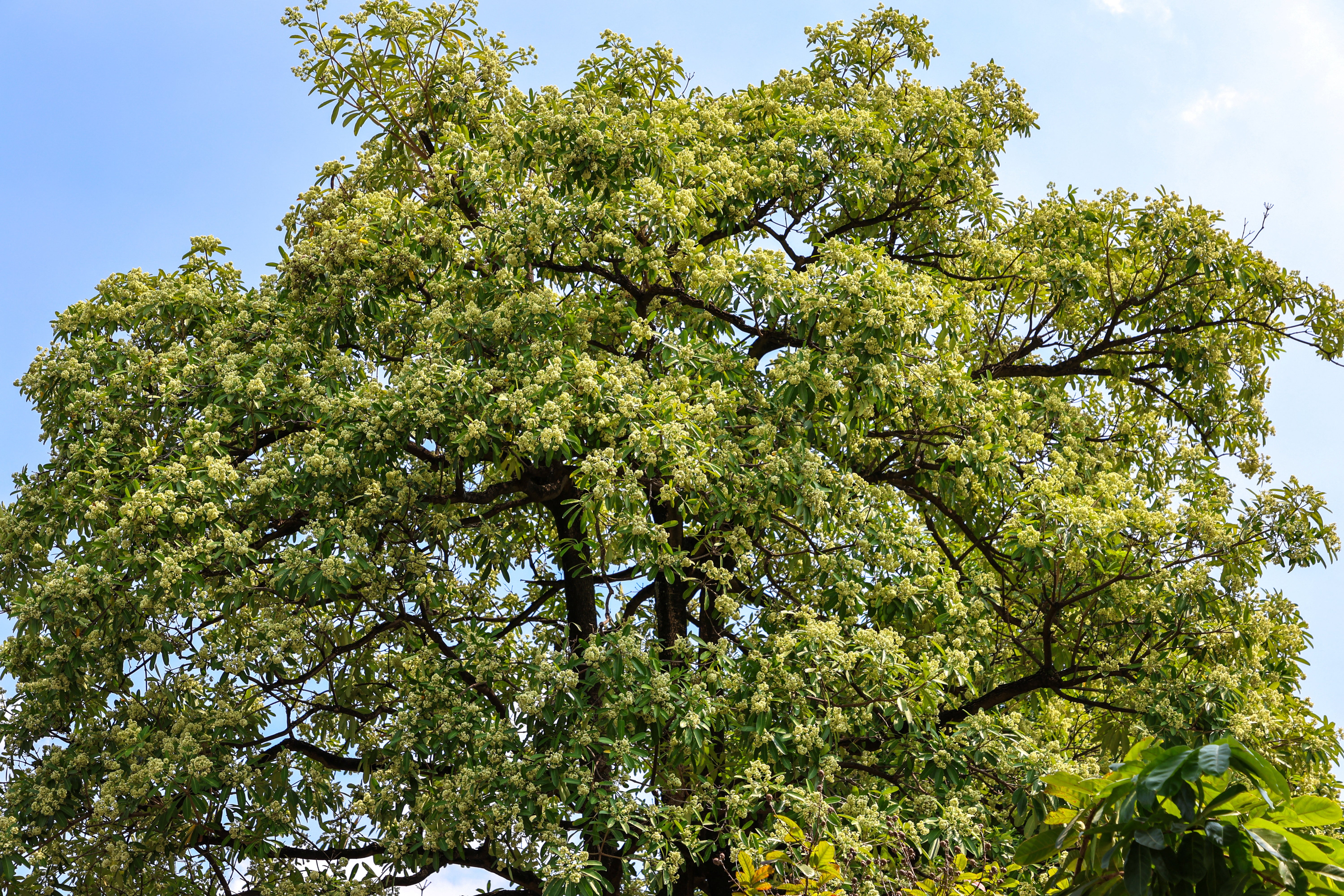 Vietnam considers relocating iconic trees after residents complain of ...