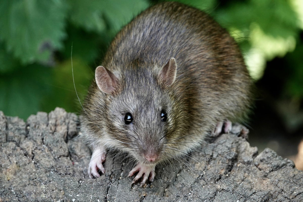 Rat sightings up 15% over UK summer, Rentokil reports