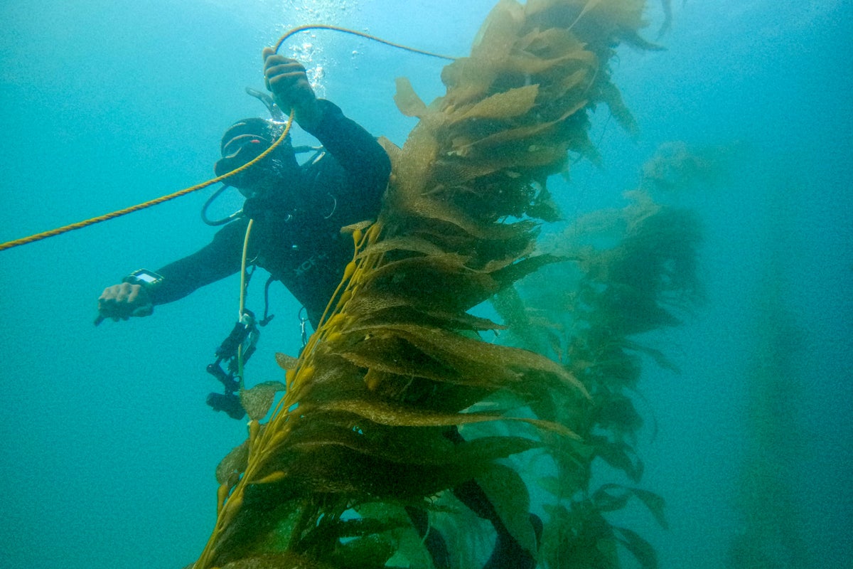 Super El Niño transforms colour of the Pacific Ocean as vital plankton vanish