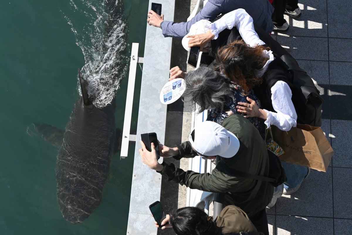 Stranded shark in South Korea may have just two weeks to live, expert warns