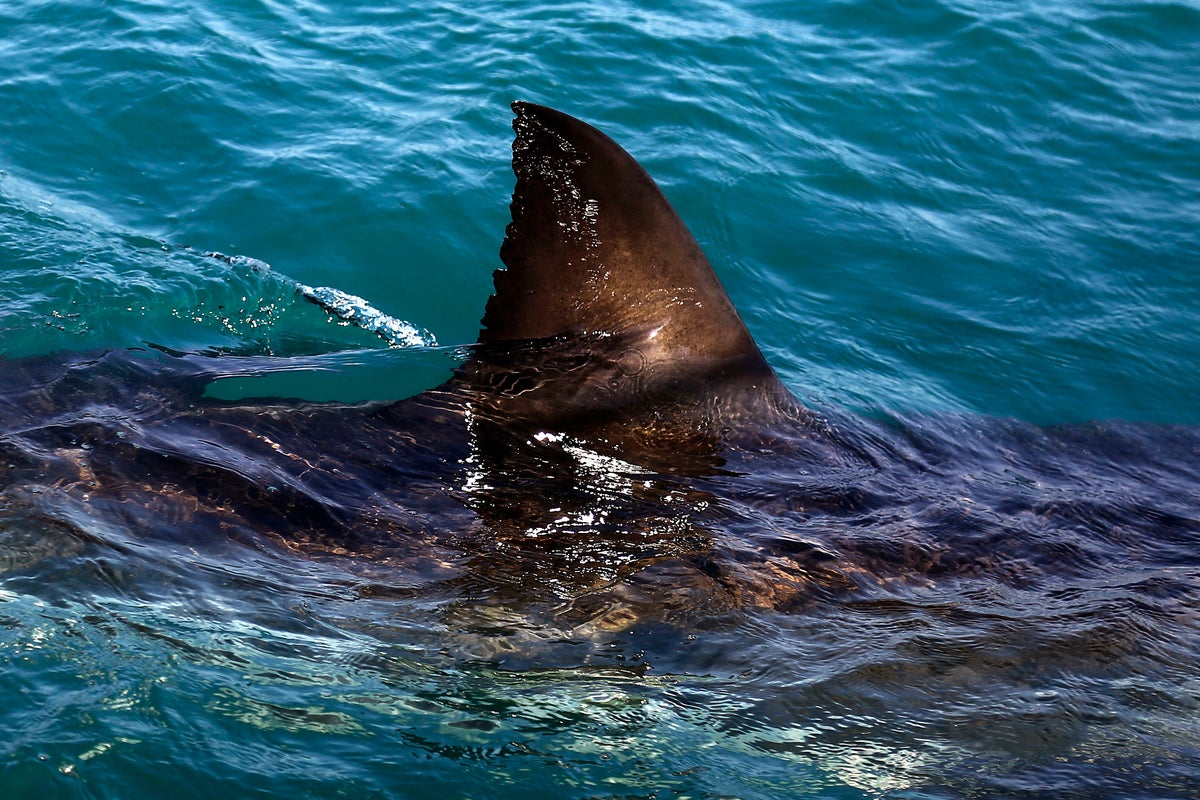 Shark kills woman swimming off South Africa's Eastern Cape, beaches closed