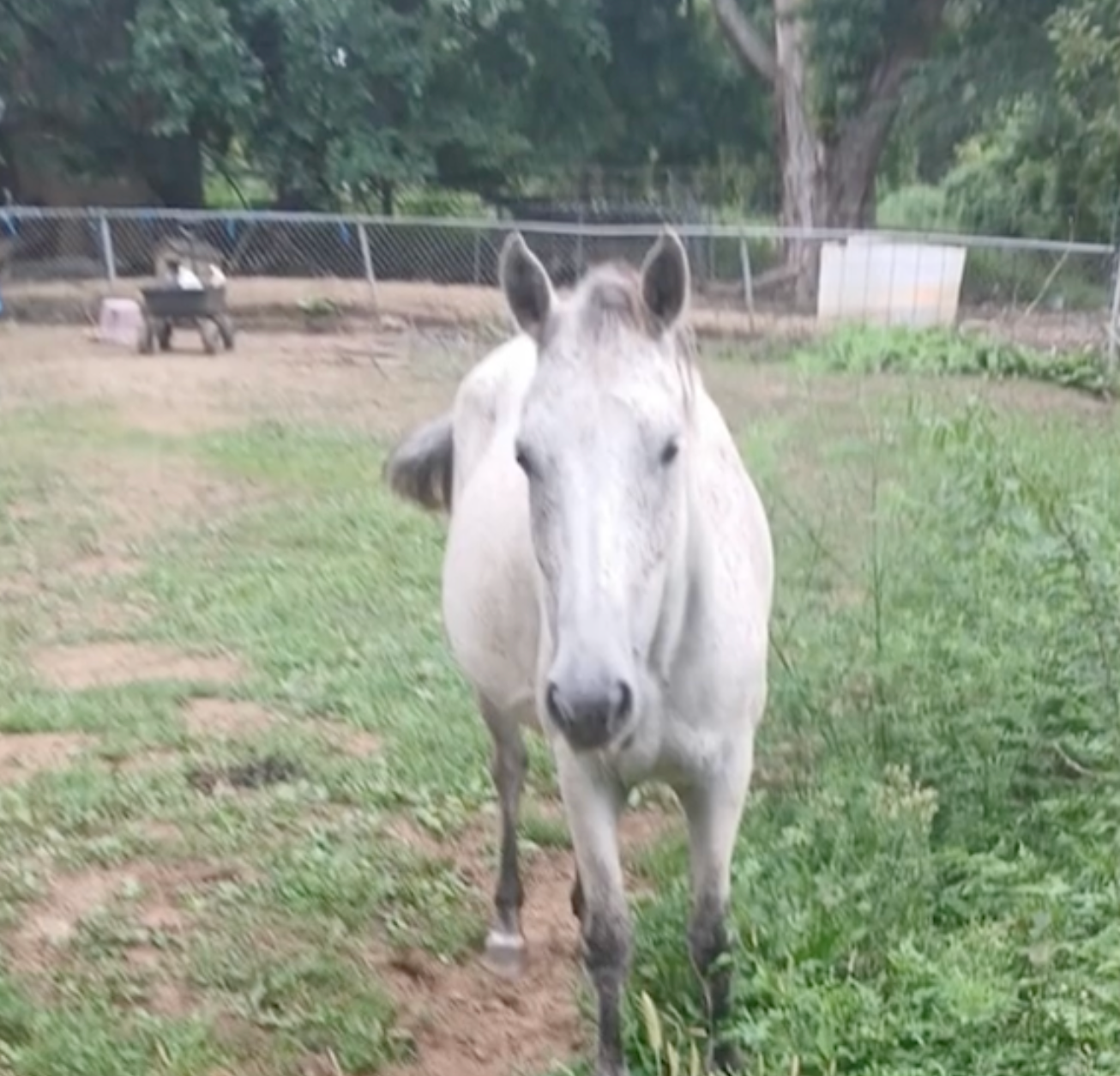 Shawnee-horse.png