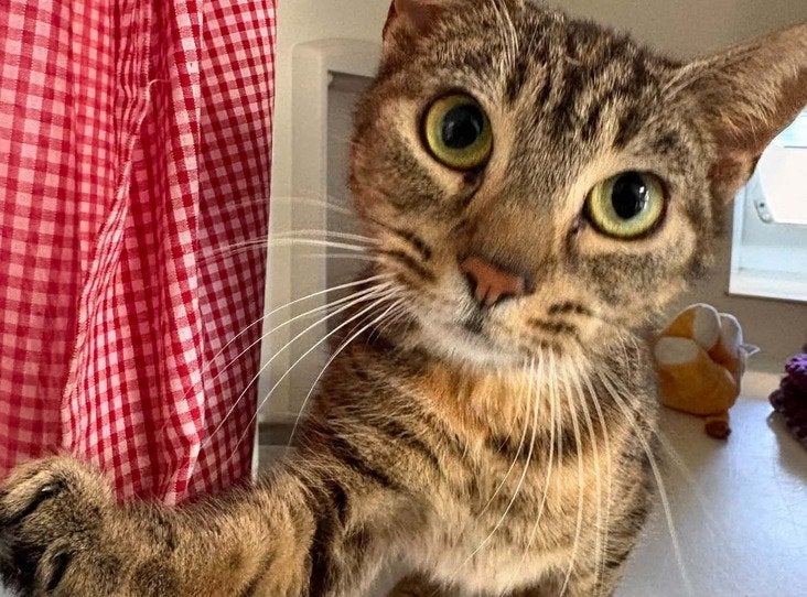 A cat named Dolly Pawton is in the charity's care in Birmingham