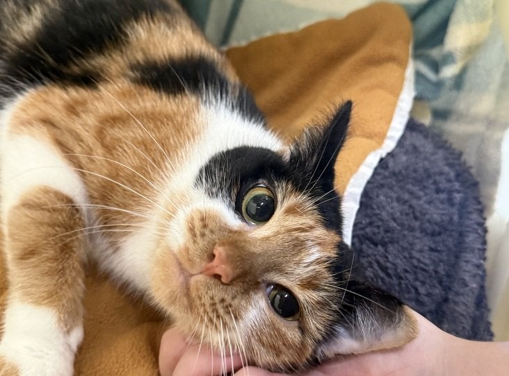 RSPCA struggling with capacity crisis as number of unwanted and ...