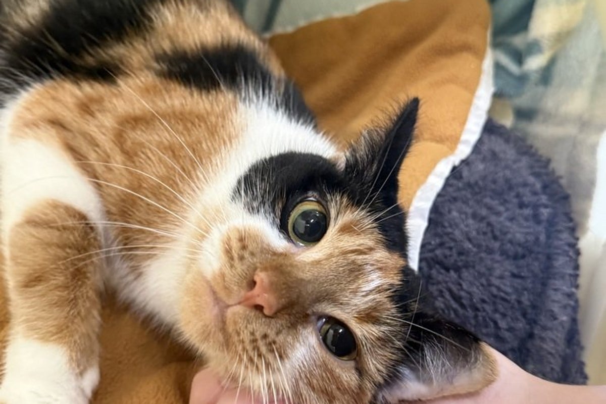RSPCA struggling with capacity crisis as number of unwanted and homeless cats hits all-time high