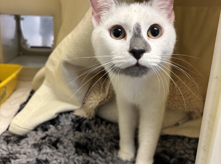 A cat called Ashley in Hertfordshire is among the thousands homeless