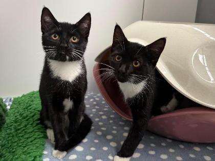 Edward and Rosalie in Essex are among the thousands needing homes