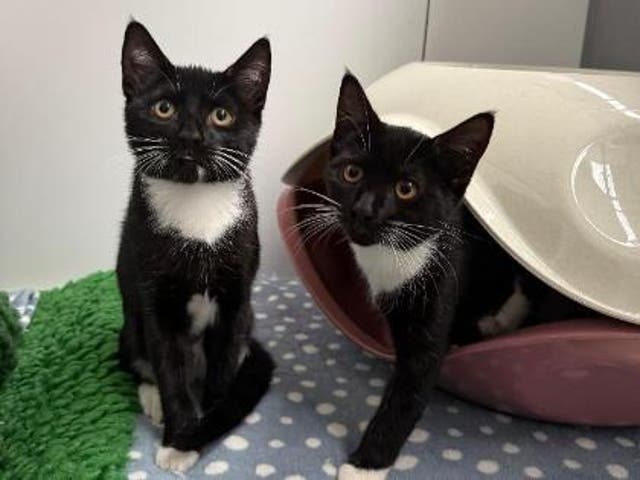 Edward and Rosalie in Essex are among the thousands needing homes