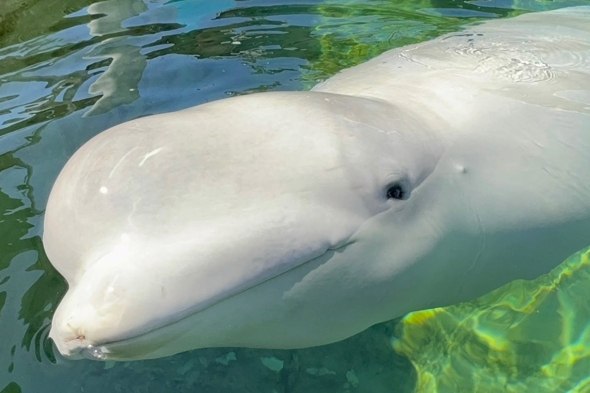 Sixth whale rescued from theme park dies weeks after moving to new home